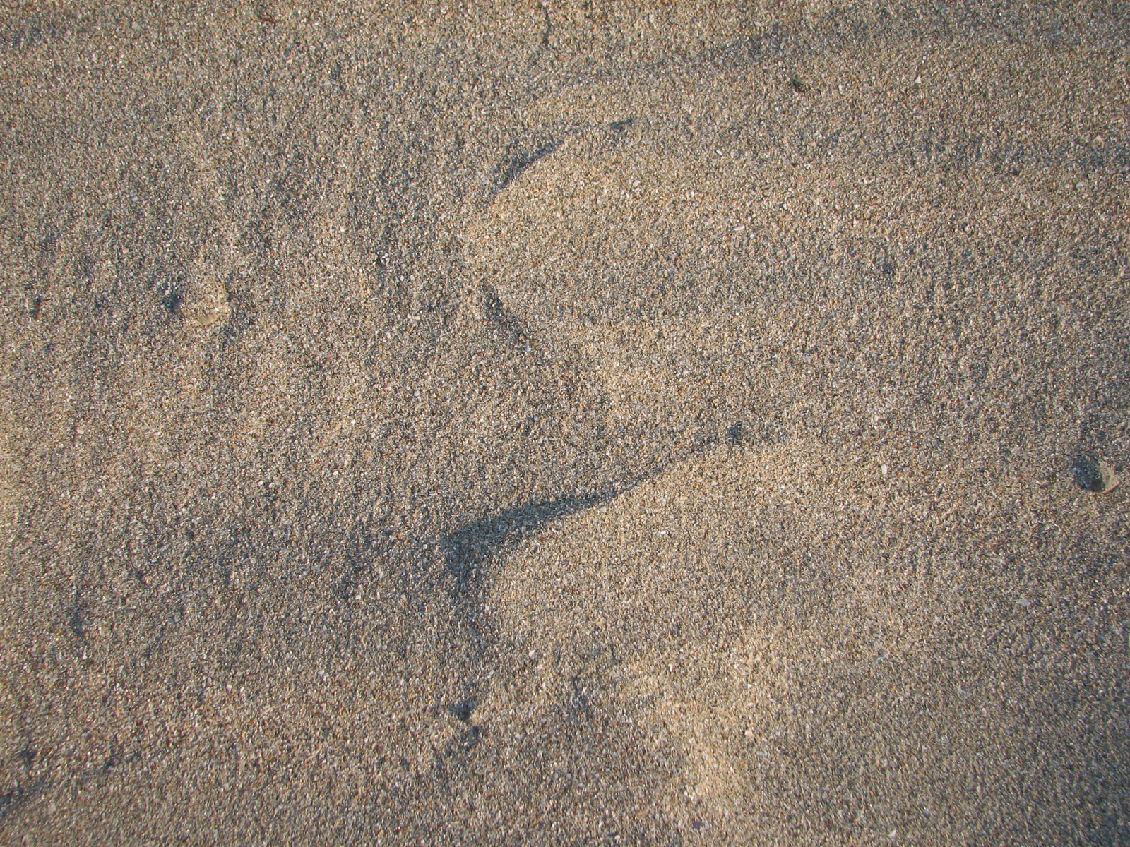 Sand-01 for 1600 x 1200 resolution