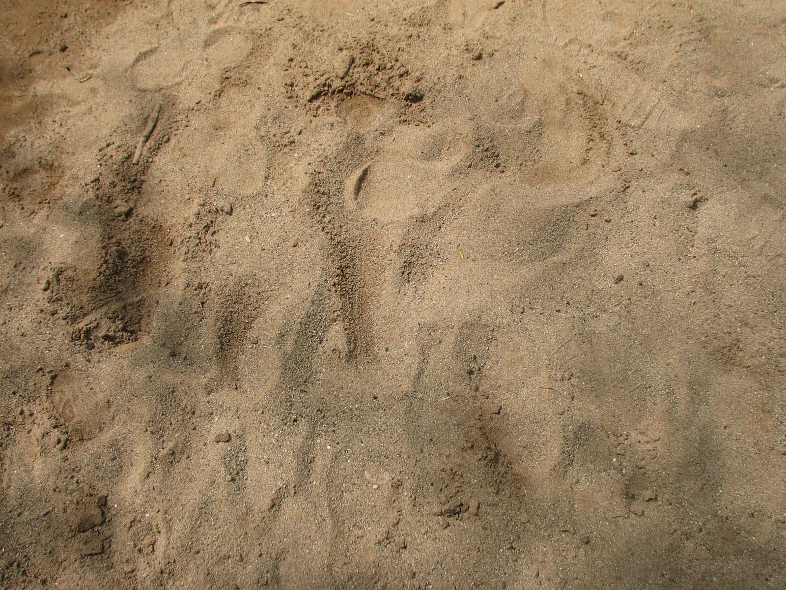 Sand-tracks-02 for 1600 x 1200 resolution