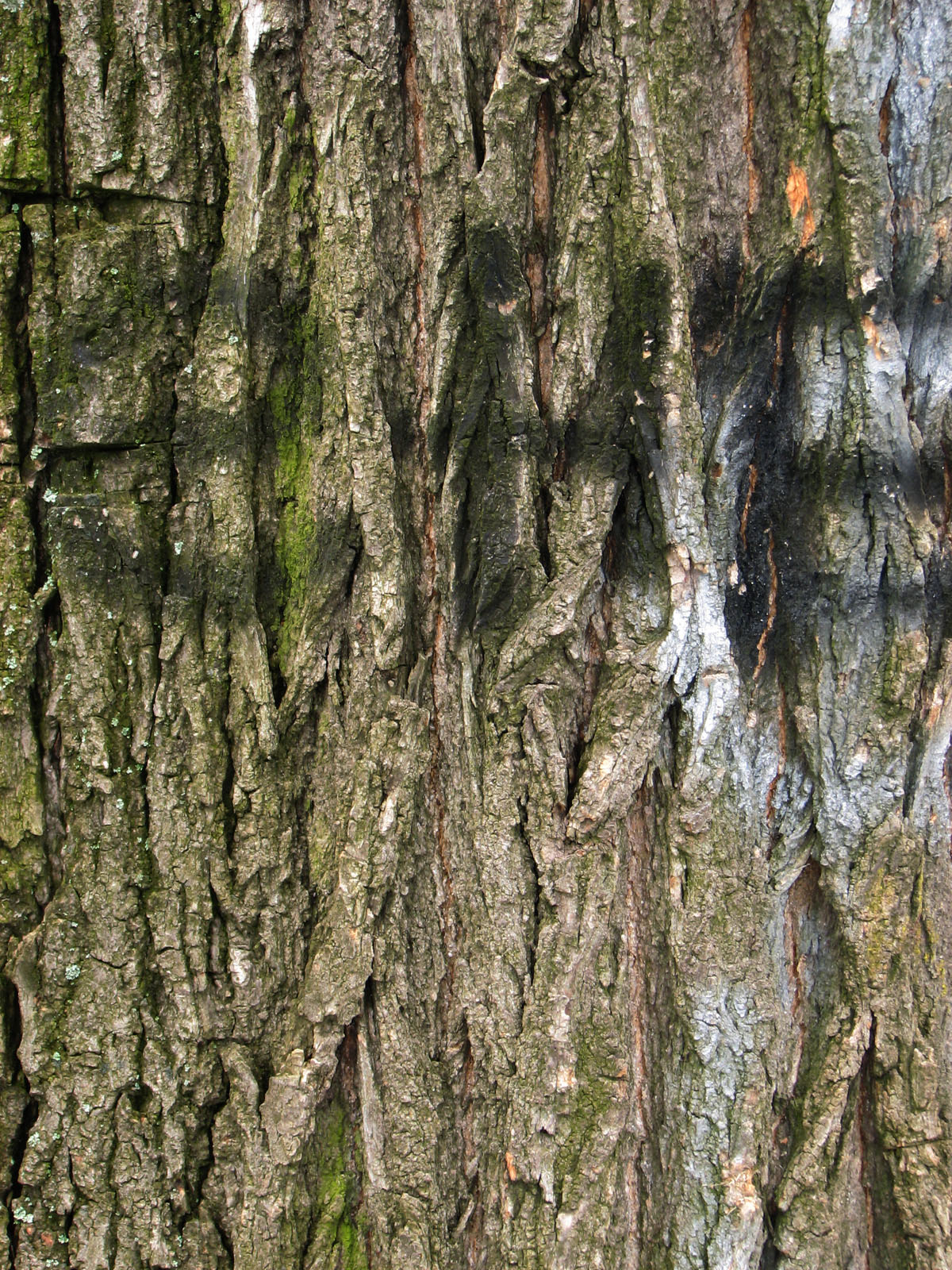 Wood Texture for Vertical Standard resolution