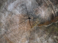 Wood 10 Texture