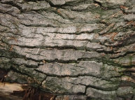 Wood 17 Texture