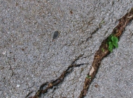 Cracked-Asphalt-07 Texture