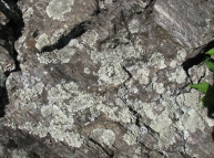 Stone-41 Texture