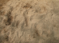 Sand-tracks-02 Texture
