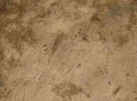 Sand-tracks-03 Texture